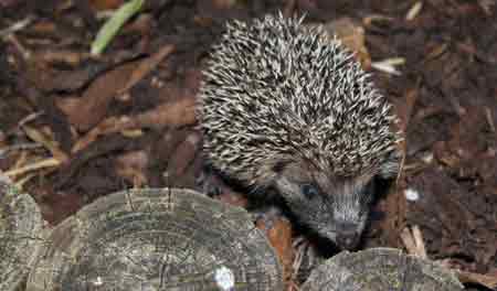 Hedgehog baby Measures to protect bees is good news for gardeners
