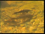 Pond inhabitants