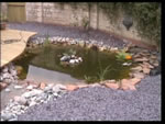 The Pond