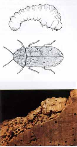 Death Watch Beetle