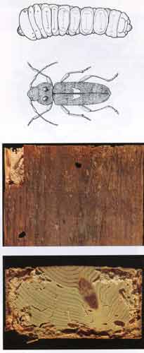 Long Horn Beetle