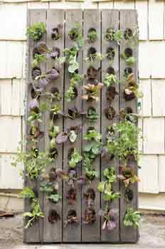 Vertical plant wall