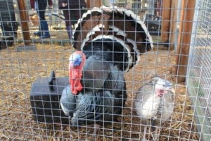 Working with Animals - Turkeys being cleaned out at Deen City Farm