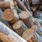England Changes Laws on Burning Wet Wood and Coal to Improve Air Quality