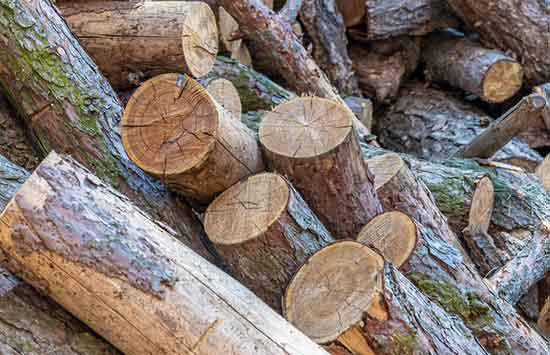 Cut log pile