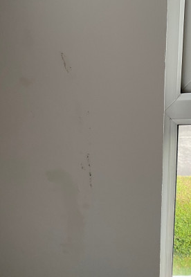 Damp to side of window
