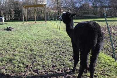 Alpaca with Shelter at Deen City Farm