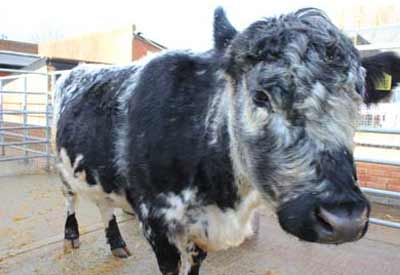 Cow at Deen City Farm
