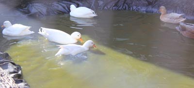 Ducks swimming in pond made by volunteers