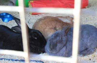 Rabbits at Deen City Farm