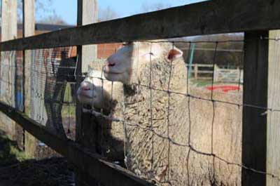 Sheep at Deen City Farm