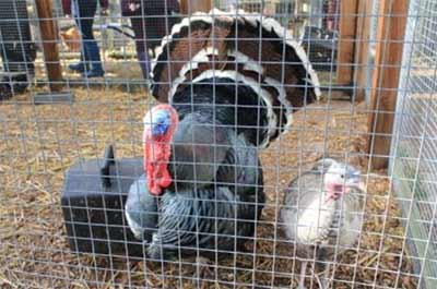 Volunteers clean out the Turkeys at Deen City Farm