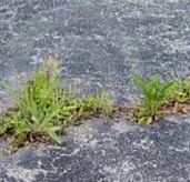 Removing weeds from a tarmac drive