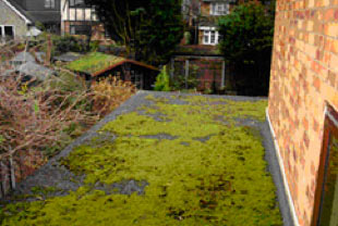 Flat roof chippings gathering moss