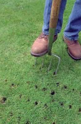 Aerating lawn with fork