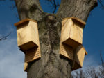 How to Build a Bat House