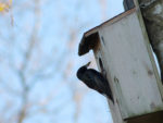 Building a Bird Box