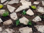 Building a rockery