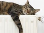 Cat asleep on top of radiator