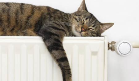 Cat asleep on top of radiator