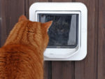 Fitting a Cat Flap