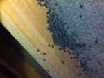 Cluster flies in loft