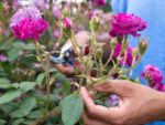 Deadheading flowers