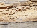 Deathwatch beetle damage to timber