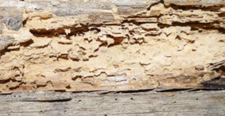 Deathwatch beetle damage to timber