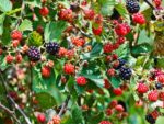 Blackberry's and raspberry's