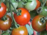 Growing tomatoes on the vine