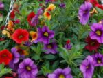 Hanging basket
