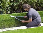 Cutting a hedge