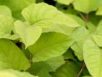 Japanese Knotweed in growth