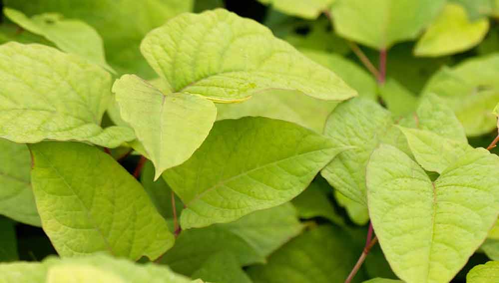 Dealing With Japanese Knotweed And How To Kill It Off For Good Diy Doctor Dealing With Japanese Knotweed And How To Kill It Off For Good Diy Doctor