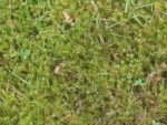 Moss growing on lawn