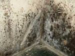 Damp, mould and condensation