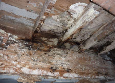 Mould growth on timber