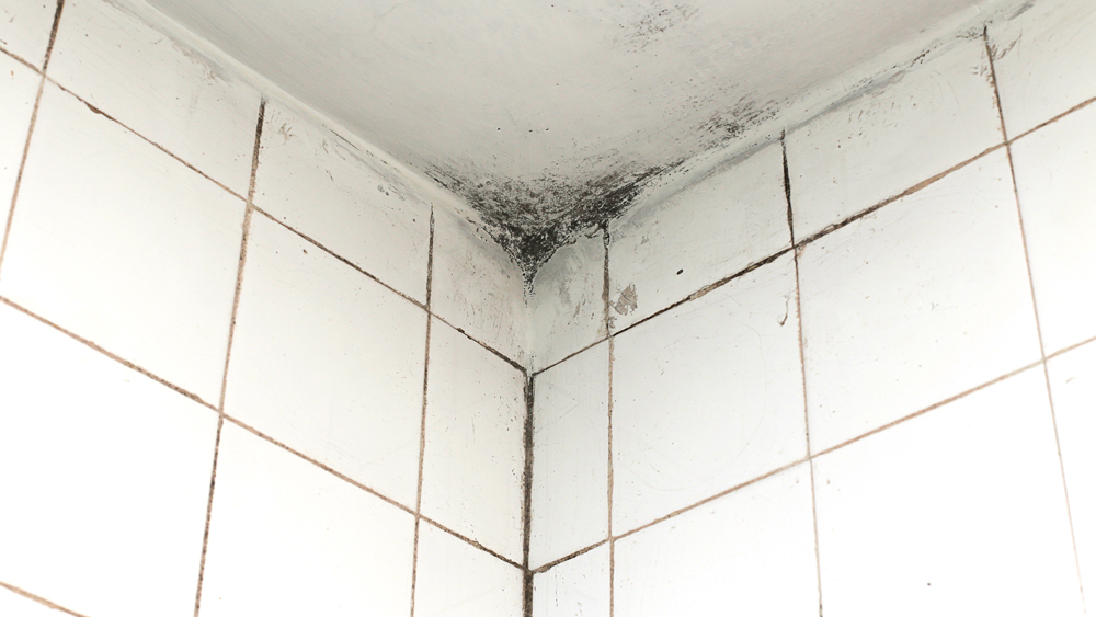 Black Mould On Bathroom Ceilings And Walls Black Mould