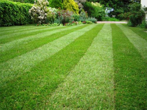 Perfect lawn and grass