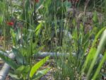 Grey water treatment reed bed