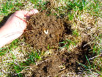 Repairing a Damaged Lawn and Lawn Care