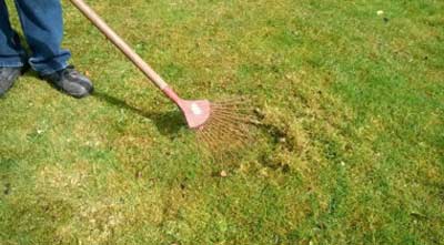 Scarifying lawn with rake