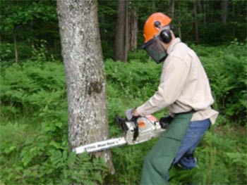 Using a chainsaw safely