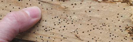 Woodworm traces in timber
