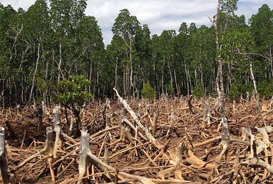 Large scale deforestation