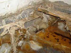 Dry rot in a timber floor