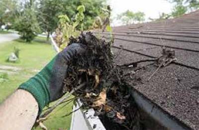 Leaf litter build-up in gutters