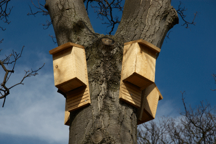 Bat boxes fixed in position in tree