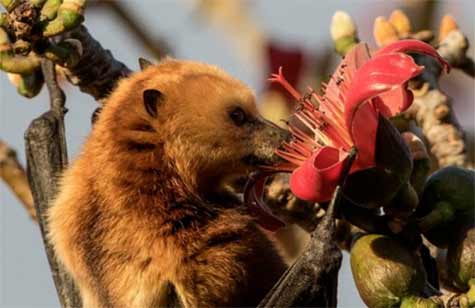 Bat pollinating a plant